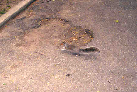 Rabid.jpg (15527 bytes)
